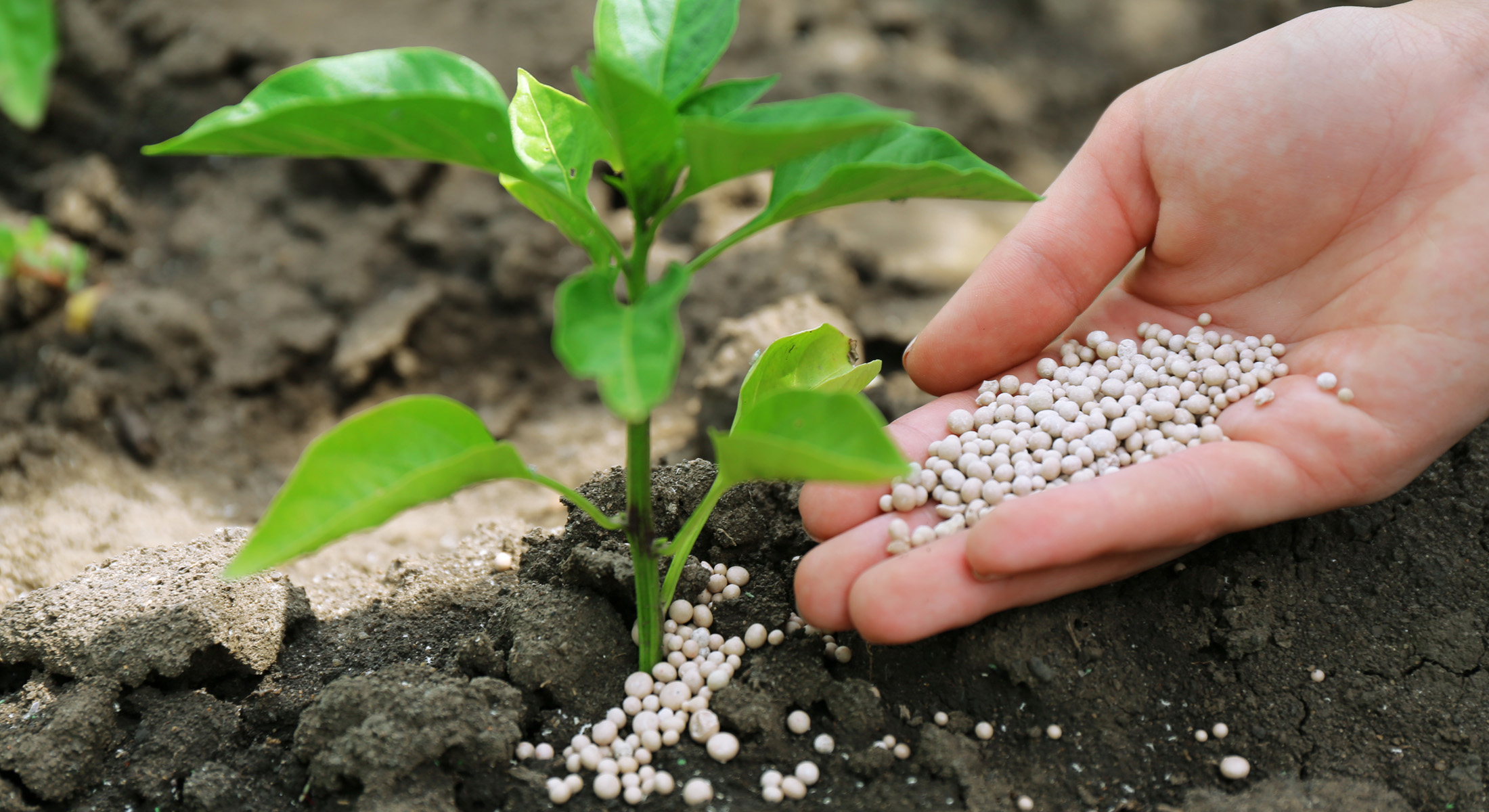 How to apply nitrogen fertilizer best